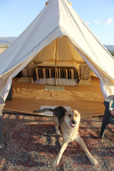 Dogs Welcome Camping! Please Provide Advance Notice