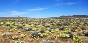 Super Bloom brings a Yellow Carpet to the Desert - April 2019