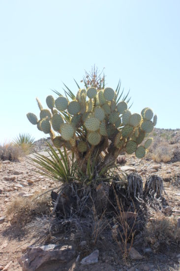Dollar Joint Cactus - Split Rock Trail - Joshua Tree National Park