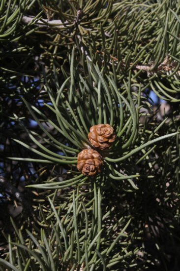 Juniper Pine Cones